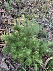 Stenanthera pinifolia