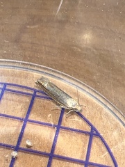 Lathronympha strigana