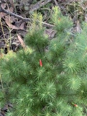 Stenanthera pinifolia