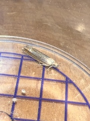 Lathronympha strigana