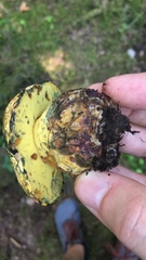 Neoboletus pseudosulphureus