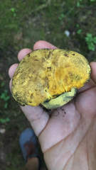 Neoboletus pseudosulphureus