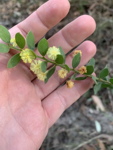 Acacia cremiflora