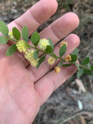 Acacia cremiflora, photograph 1