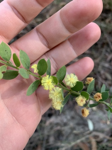 Acacia cremiflora, photograph 2