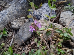 Thymus linearis