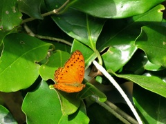 Phalanta eurytis eurytis