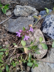 Thymus linearis