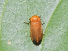 Abscondita