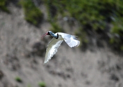 Ibidorhyncha struthersii