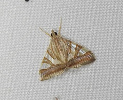 Agrioglypta zelimalis