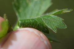 Ranunculus villarsii
