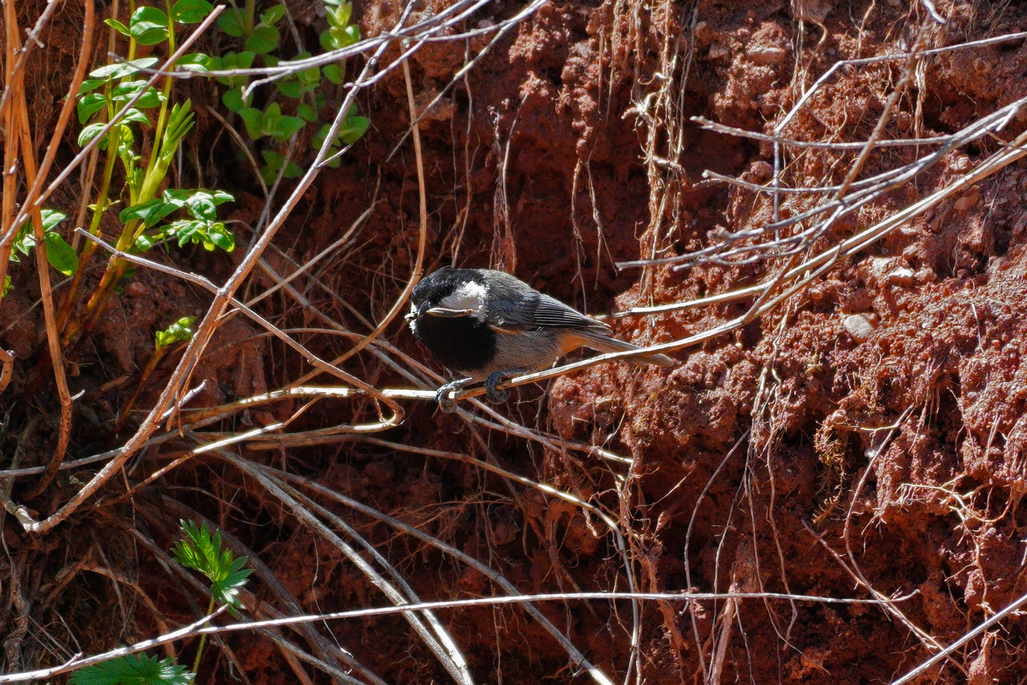 Rufous-naped Tit