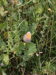 Coenonympha pamphilus