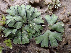 Riccia inflexa