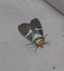 Argyrolepidia thoracophora