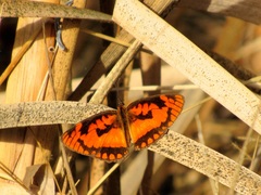 Byblia anvatara acheloia
