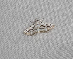 Austromusotima camptozonale