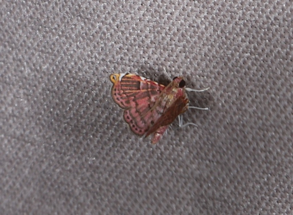 Baeoptila