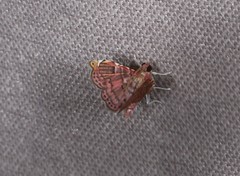 Baeoptila leptorrhoda