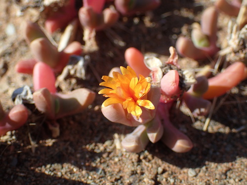 Hymenocyclus smithii L.Bolus