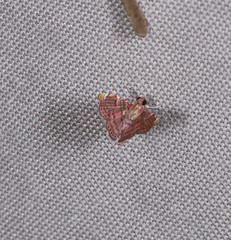 Baeoptila leptorrhoda