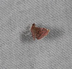 Baeoptila leptorrhoda