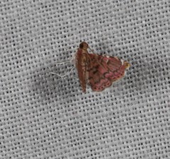 Baeoptila leptorrhoda