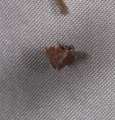 Baeoptila leptorrhoda