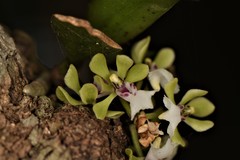 Smithsonia viridiflora