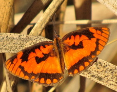 Byblia anvatara acheloia