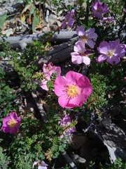 Rosa webbiana