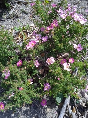 Rosa webbiana
