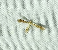 Trichoptilus ceramodes