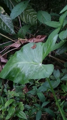 Pseudocoladenia dan