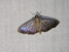 Pramadea lunalis