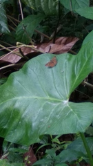 Pseudocoladenia dan
