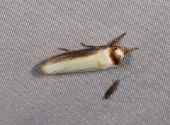 Cryptophasa phaeochtha