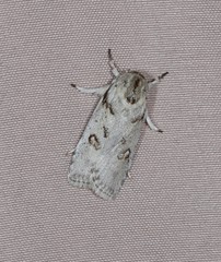 Cryptophasa alphitodes