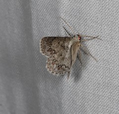 Epipristis oxyodonta