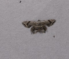 Epiplema thiocosma
