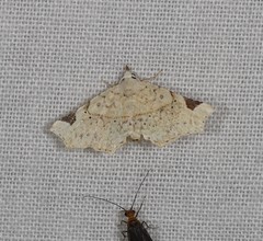 Prolophota pallida