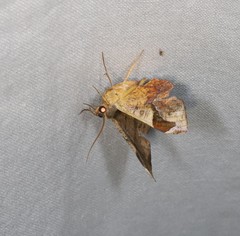 Fascellina