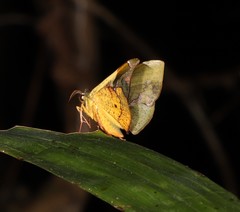 Fascellina