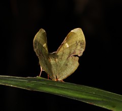 Fascellina
