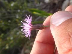 Crupina crupinastrum