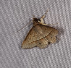 Hypospila creberrima