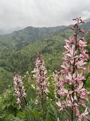 Dictamnus angustifolius