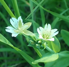 Stellaria palustris