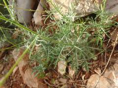 Crupina crupinastrum